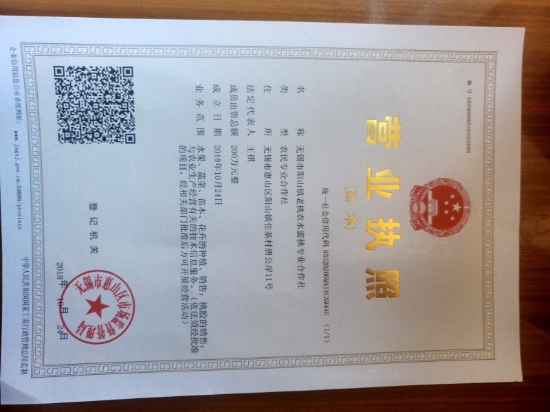 优质阳山水蜜桃树苗苗圃直发包成活诚信经营放心苗