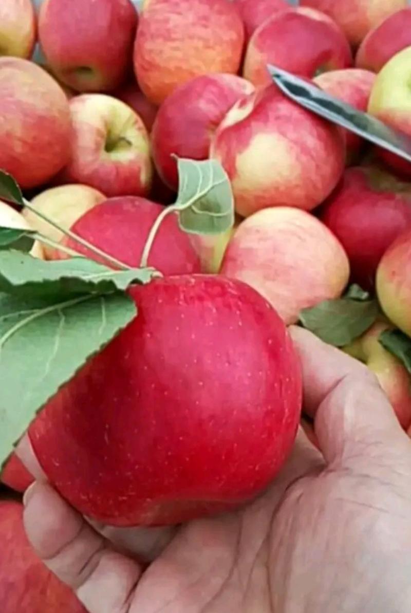 【美八苹果】产地一手货源脆甜好吃全天有货随到随装