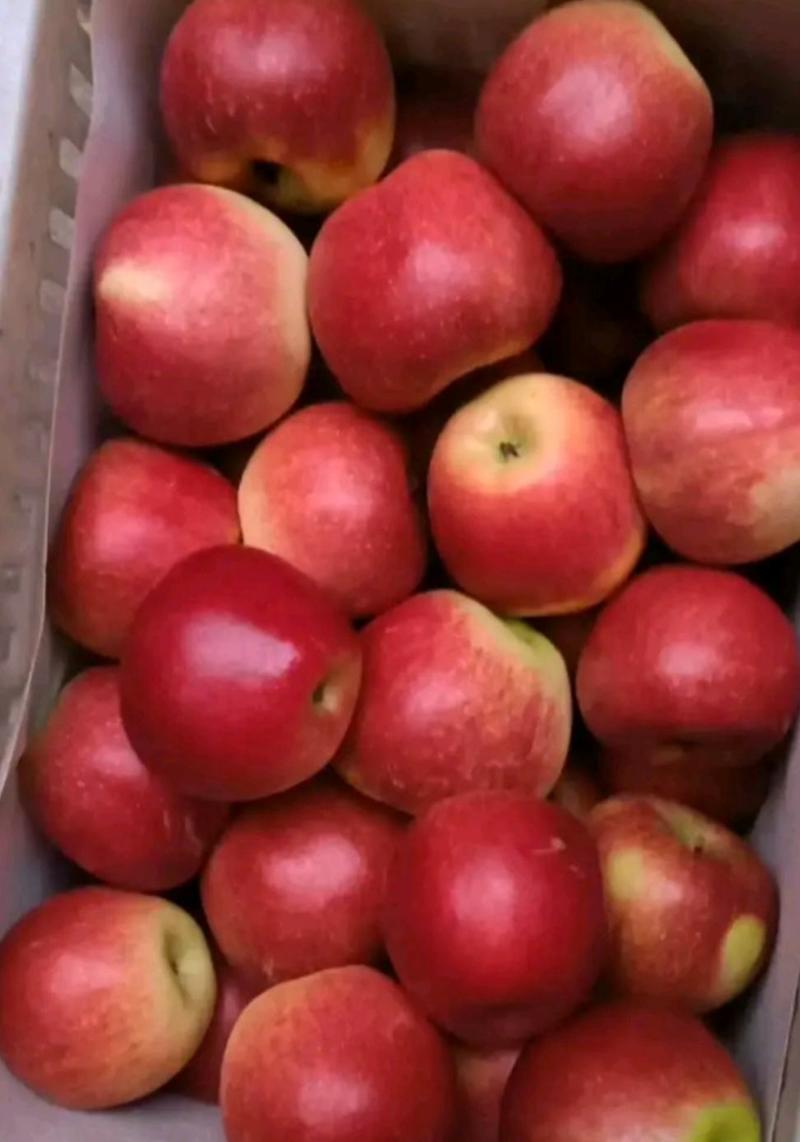 【美八苹果】产地一手货源脆甜好吃全天有货随到随装