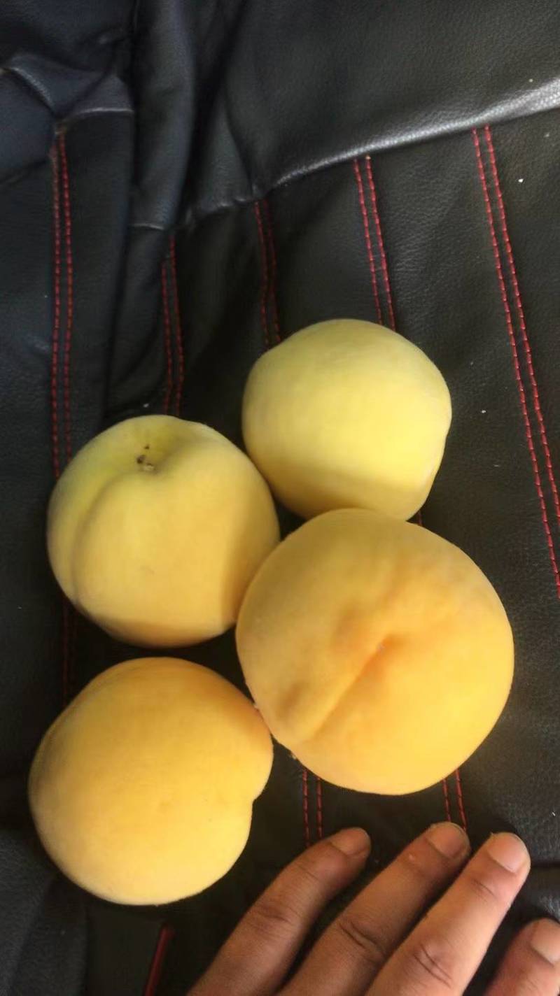黄金冠桃