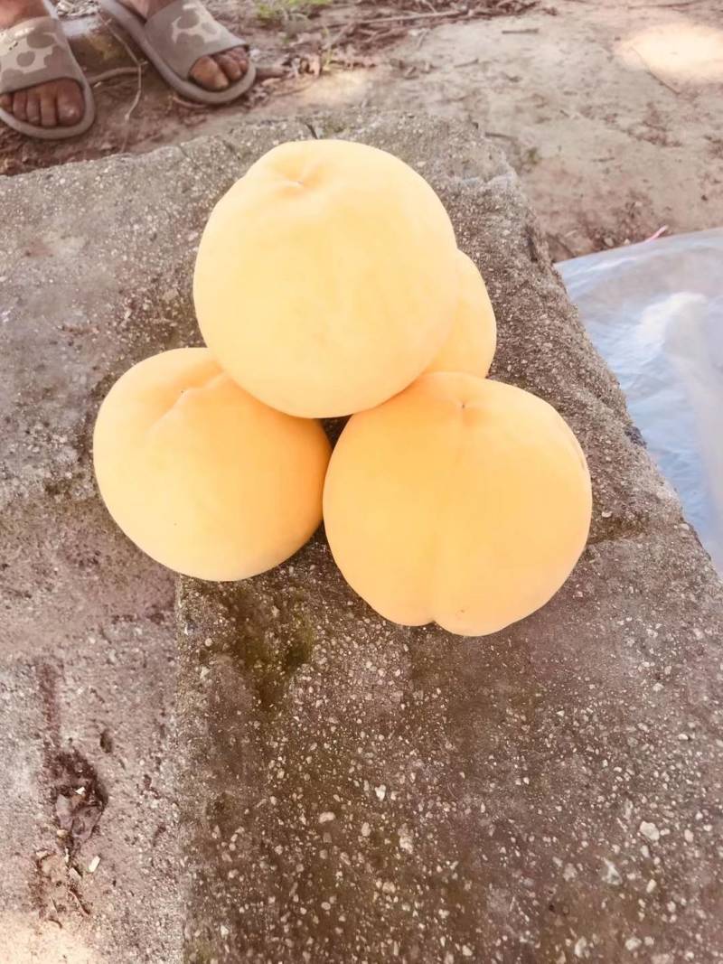 黄金冠桃