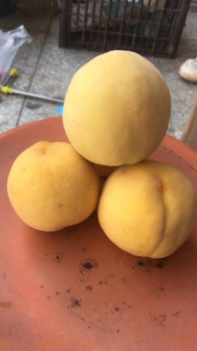 黄金冠桃