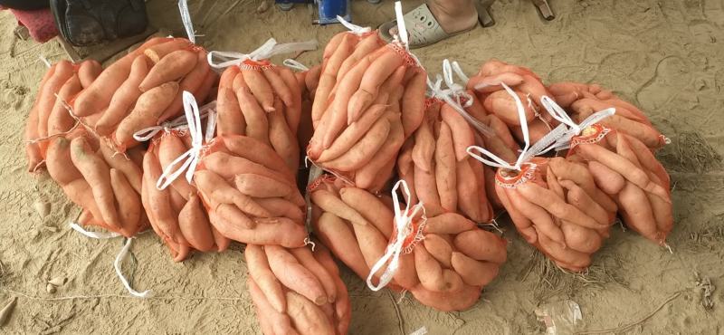 烟薯通货、支持各种包装，五斤，十斤，