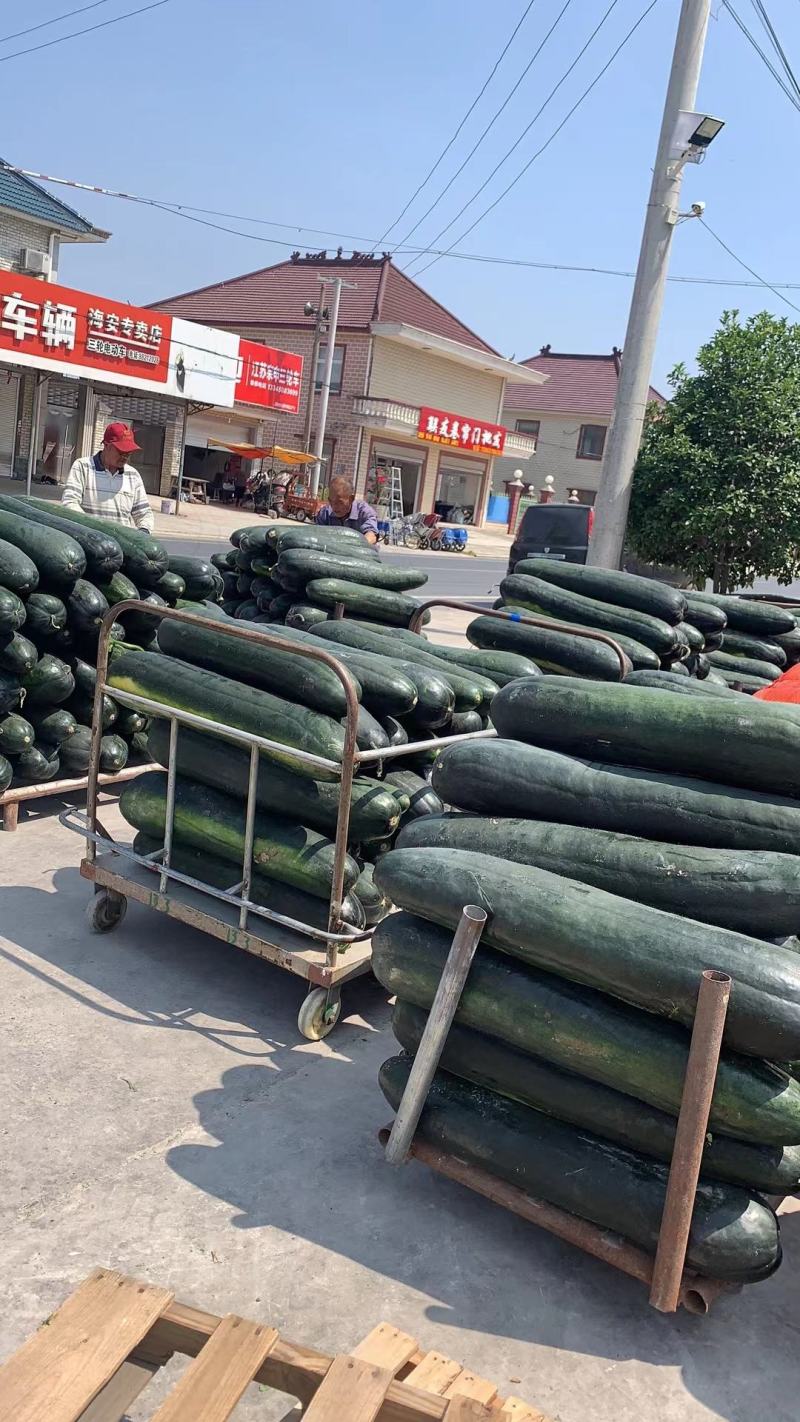 【精选】黑皮冬瓜保定冬瓜清苑冬瓜代发全国