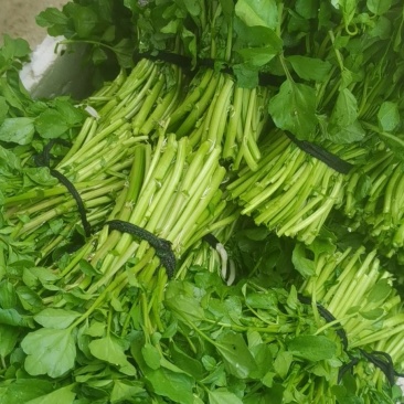 西洋菜