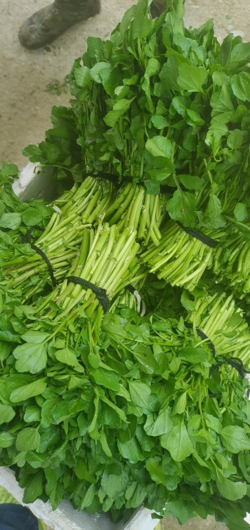 西洋菜