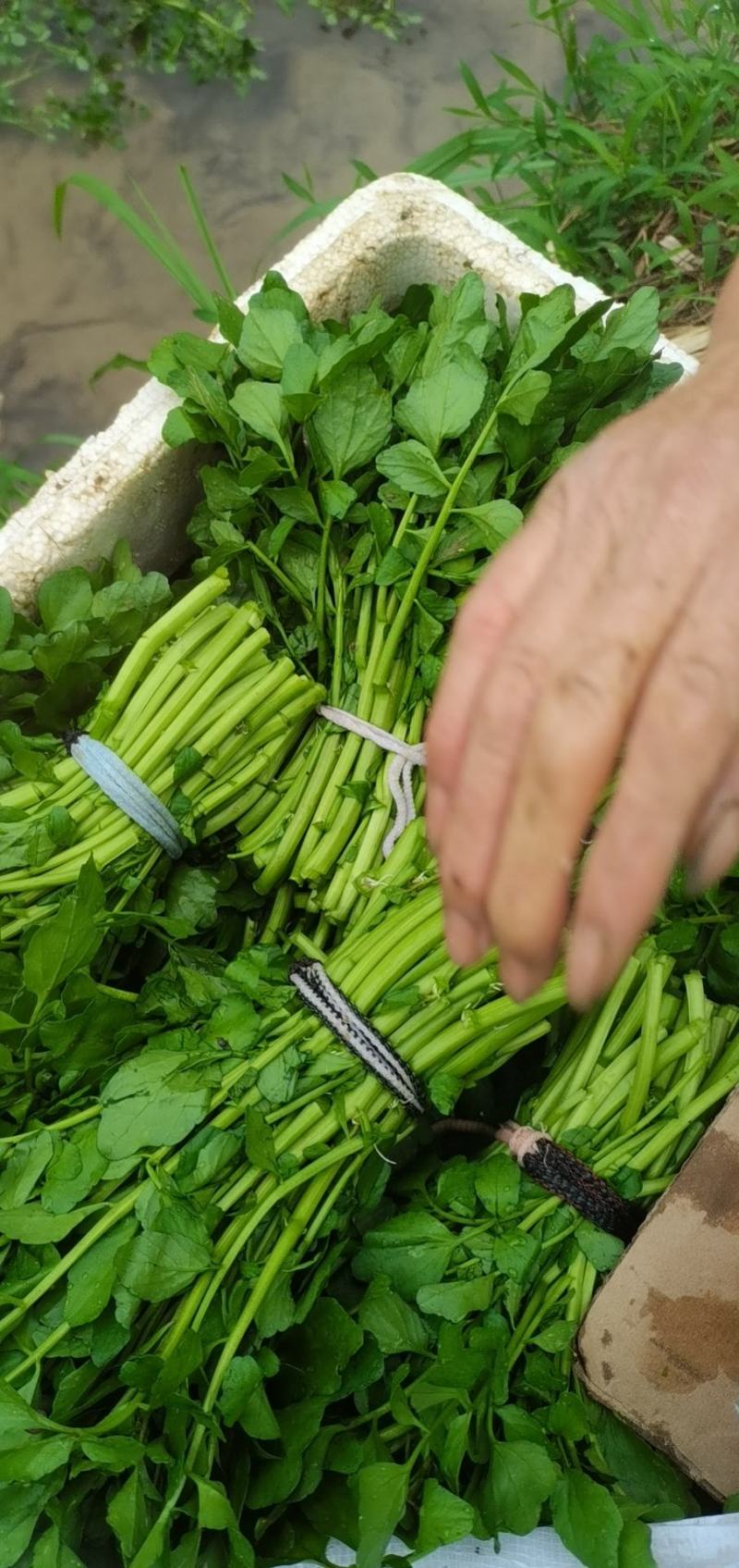 西洋菜