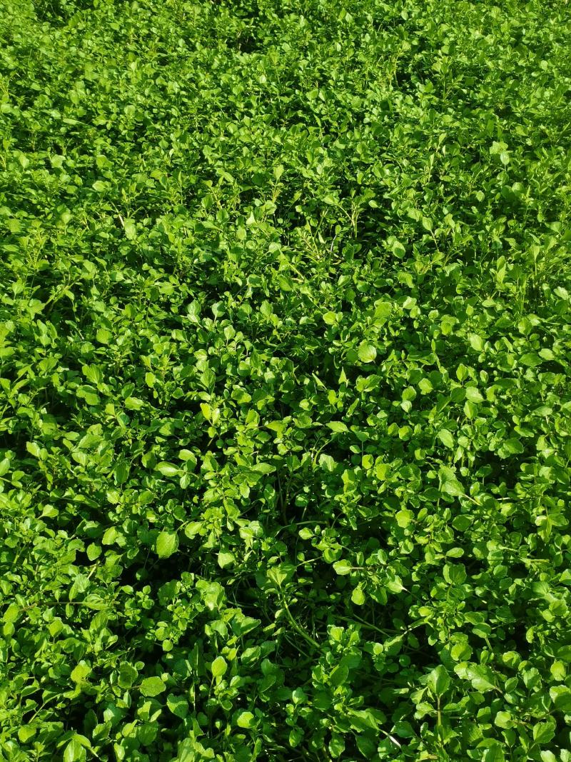西洋菜
