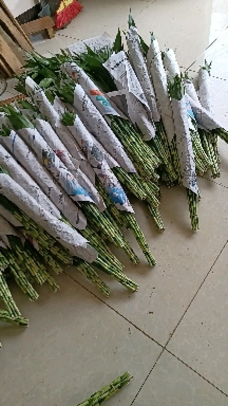 【精品】海南富贵竹小、中、大竹自有种植，保质保量，量大从优。