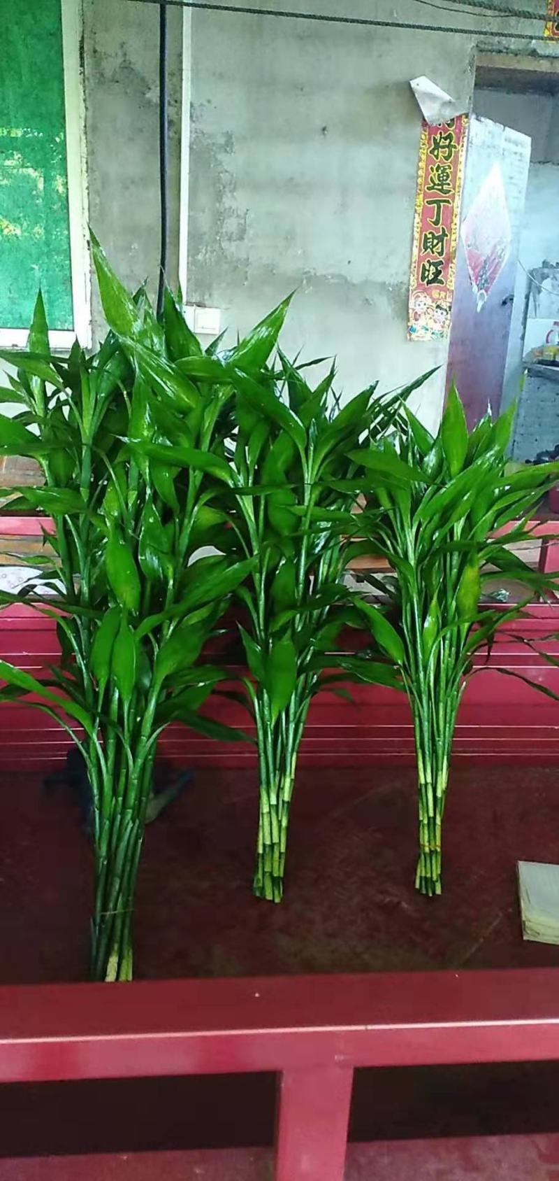 【精品】海南富贵竹小、中、大竹自有种植，保质保量，量大从优。