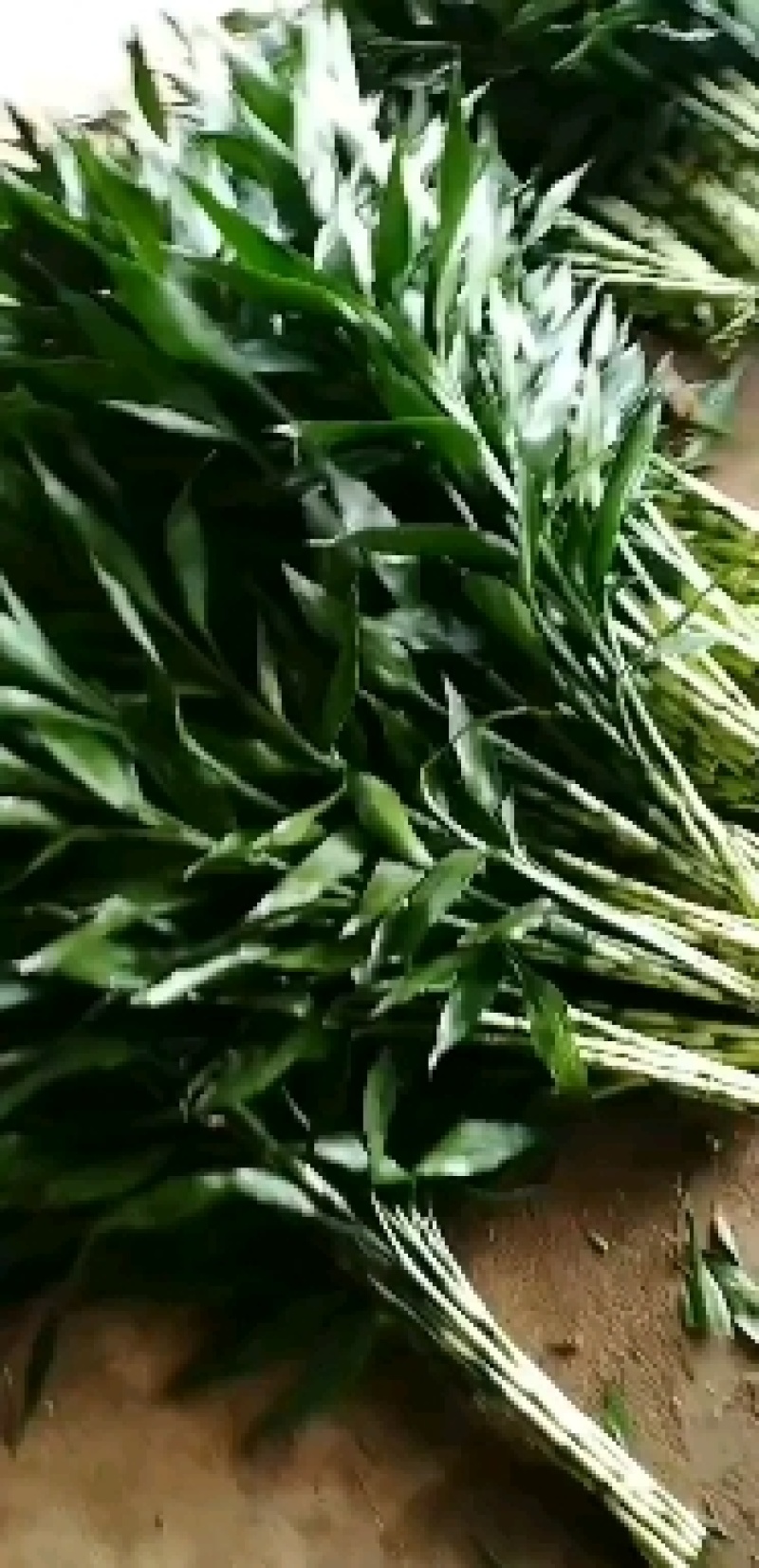 【精品】海南富贵竹小、中、大竹自有种植，保质保量，量大从优。