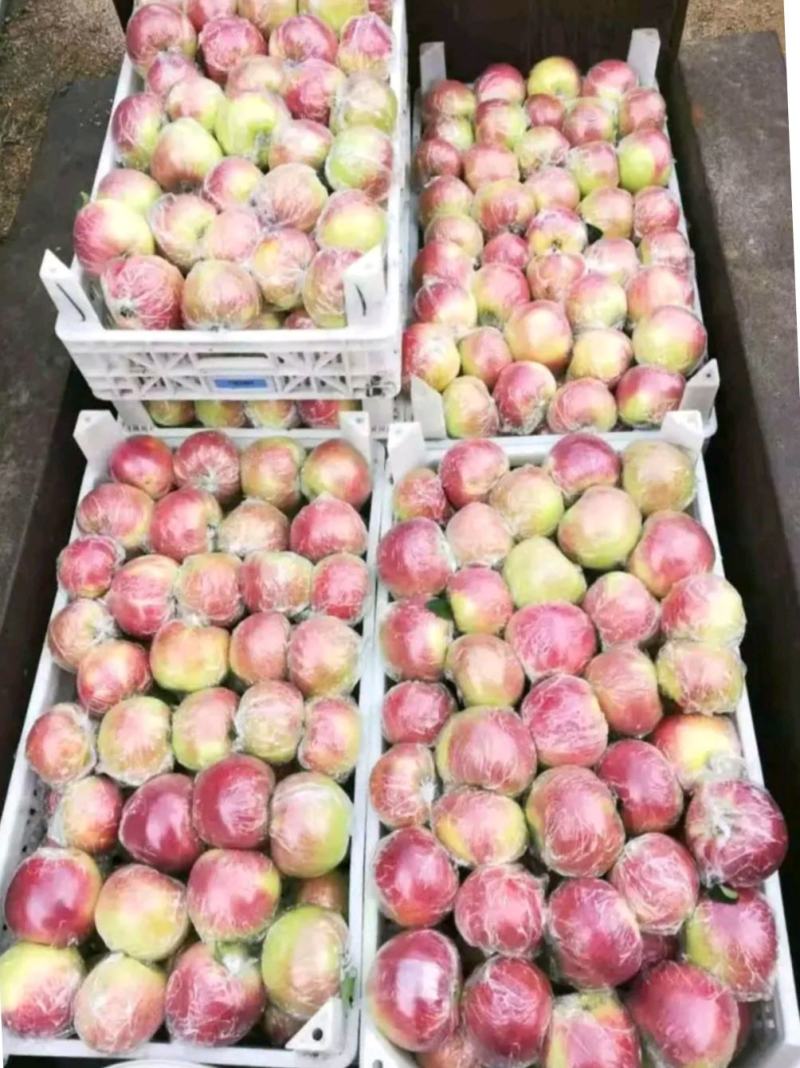 山东冰糖心【红露苹果】大量上市口感脆甜糖心满满