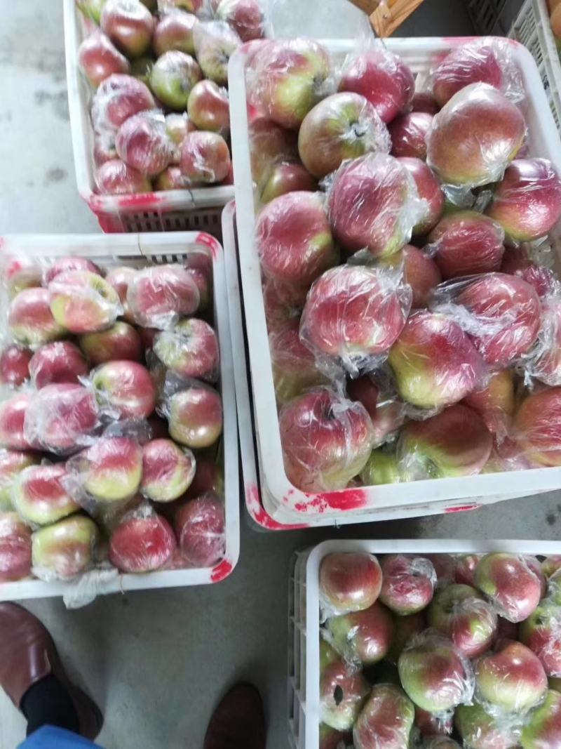 山东冰糖心【红露苹果】大量上市口感脆甜糖心满满