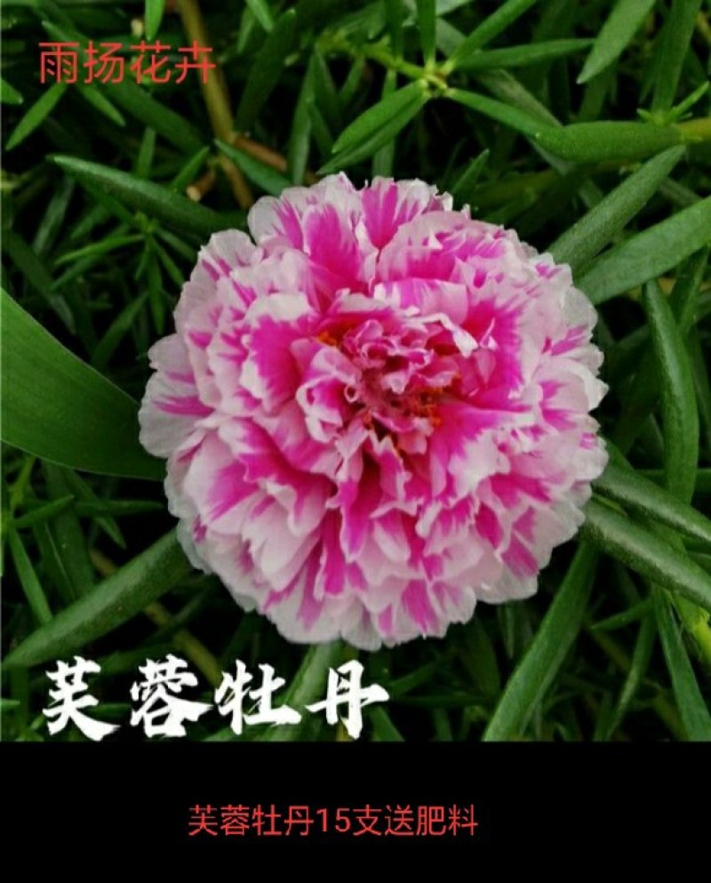 重瓣进囗太阳花耐热植物花卉庭院阳台四季开花