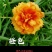重瓣进囗太阳花耐热植物花卉庭院阳台四季开花