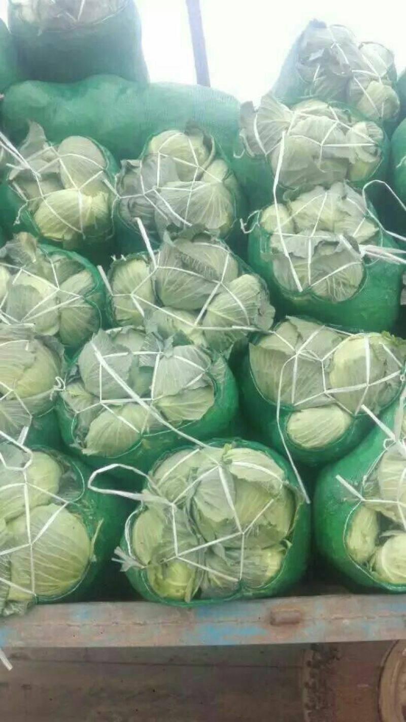 【甘蓝】湖北精品扁包菜大型基地现砍现装欢迎来电咨询