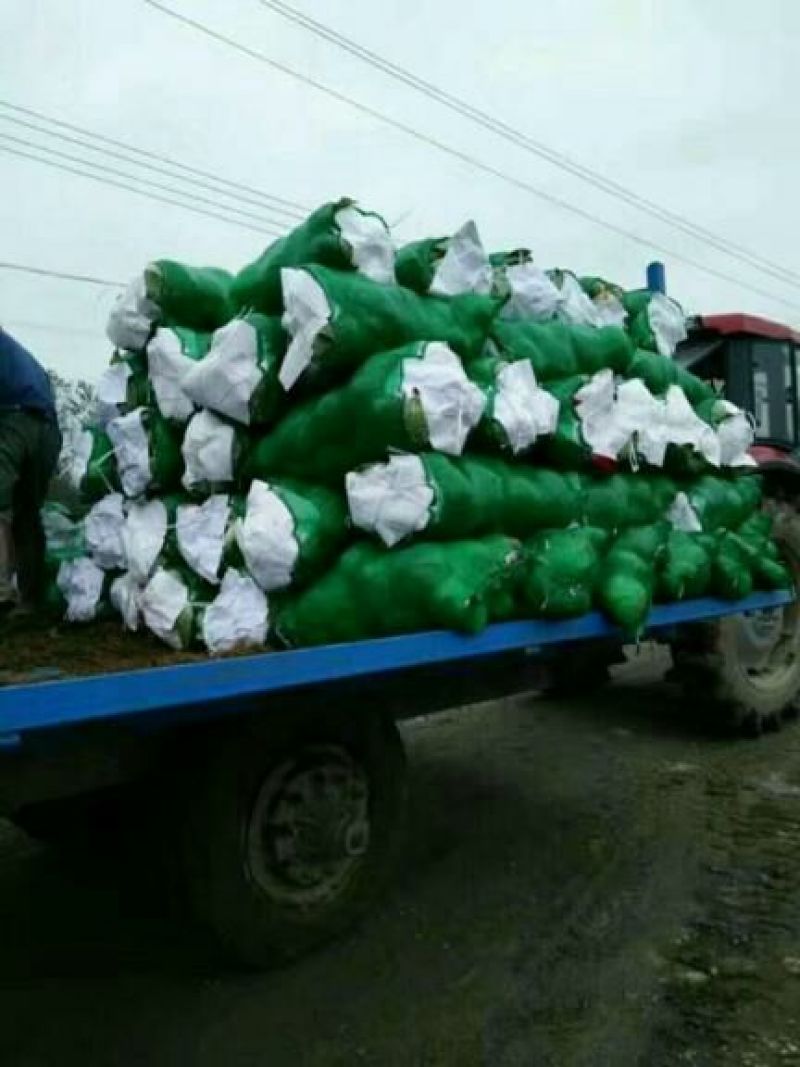 【甘蓝】湖北精品扁包菜大型基地现砍现装欢迎来电咨询