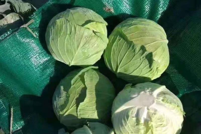 【甘蓝】湖北精品扁包菜大型基地现砍现装欢迎来电咨询