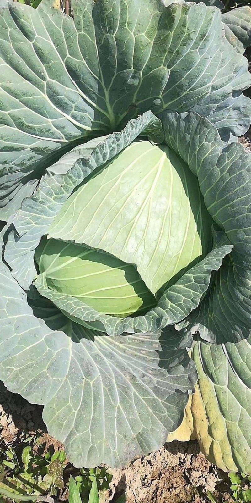 【甘蓝】湖北精品扁包菜大型基地现砍现装欢迎来电咨询