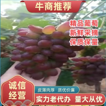 《山东茉莉香》山东大棚茉莉香葡萄已大量上市串形好，口感甜