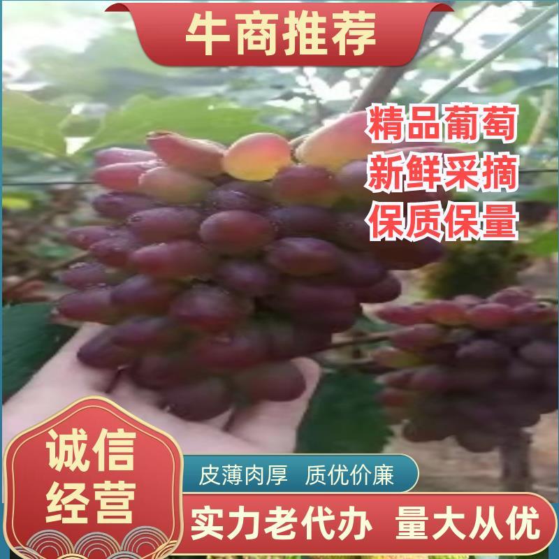 《山东茉莉香》山东大棚茉莉香葡萄已大量上市串形好，口感甜