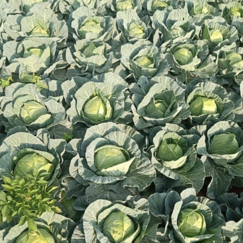 【甘蓝】湖北精品中甘甘蓝，大型基地保质保量代发全国