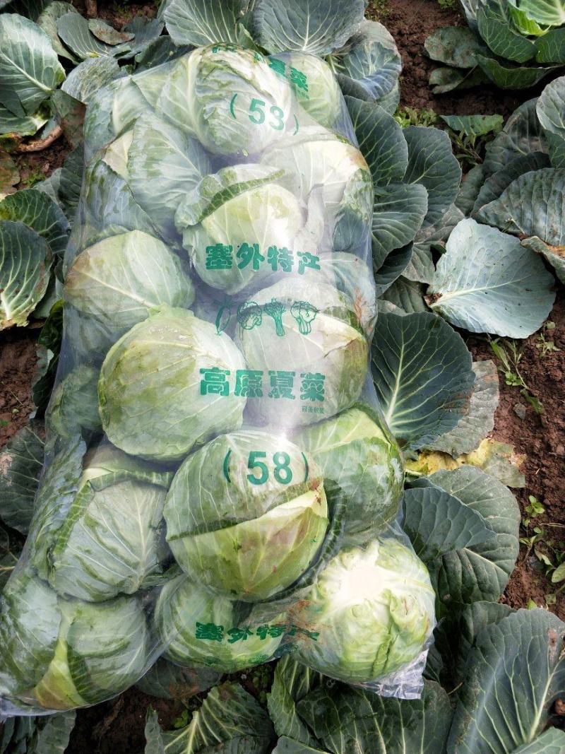 【甘蓝】湖北精品中甘甘蓝，大型基地保质保量代发全国