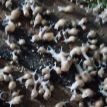 正宗白玉蜗牛