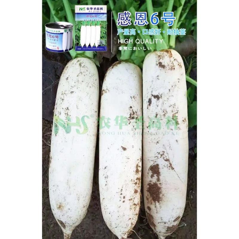感恩6号春白玉萝卜种子韩国进口长白萝卜种子60天采收