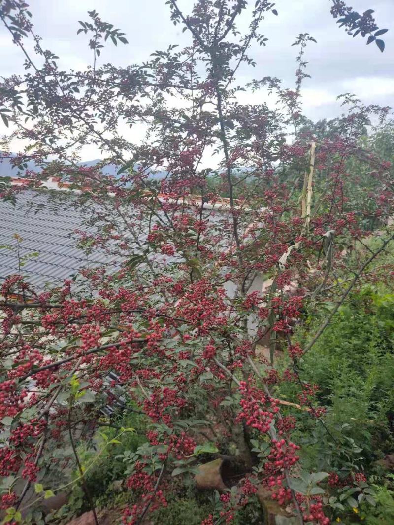 精品原产地大红袍花椒，大量上市，欲购从速，量大从优。
