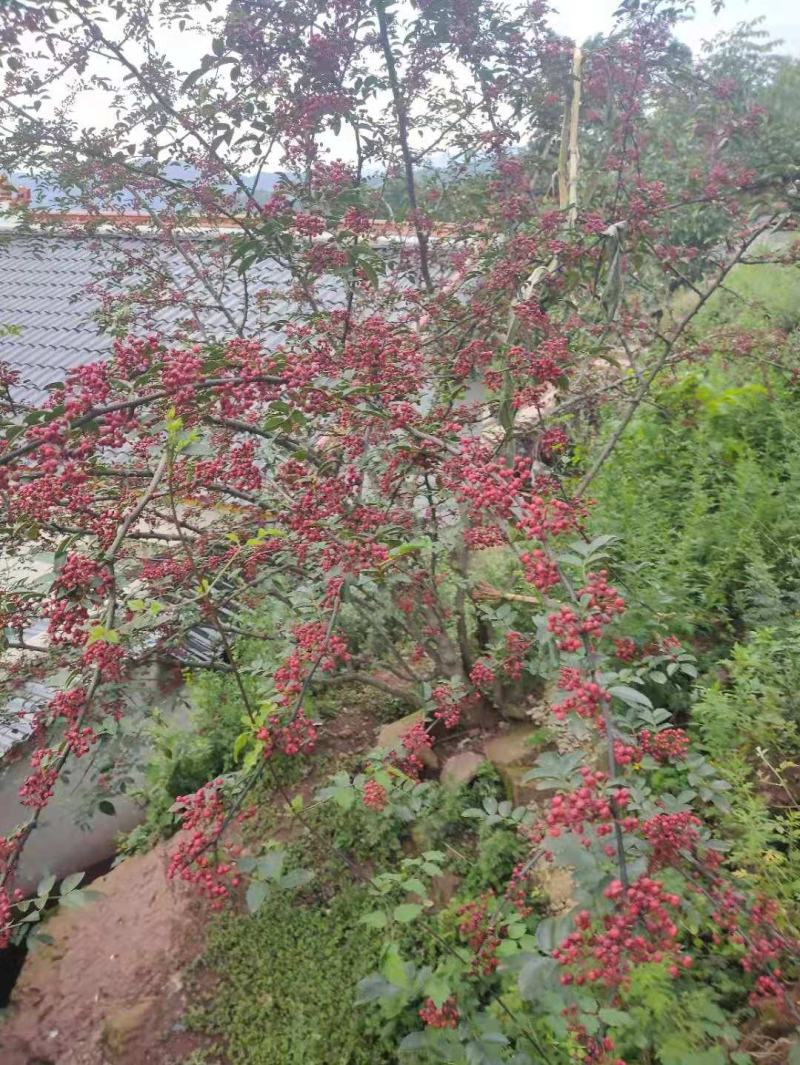精品原产地大红袍花椒，大量上市，欲购从速，量大从优。