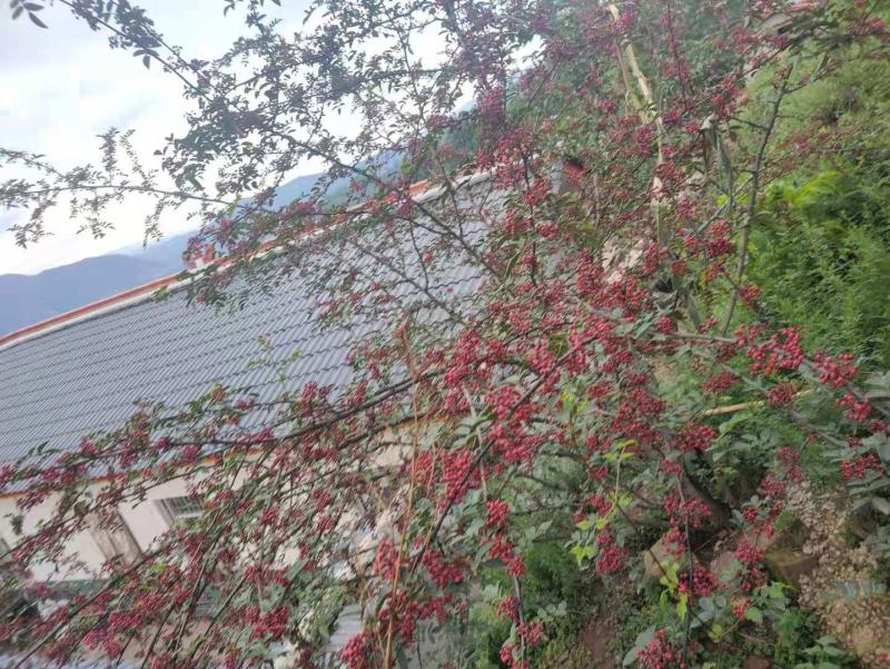 精品原产地大红袍花椒，大量上市，欲购从速，量大从优。