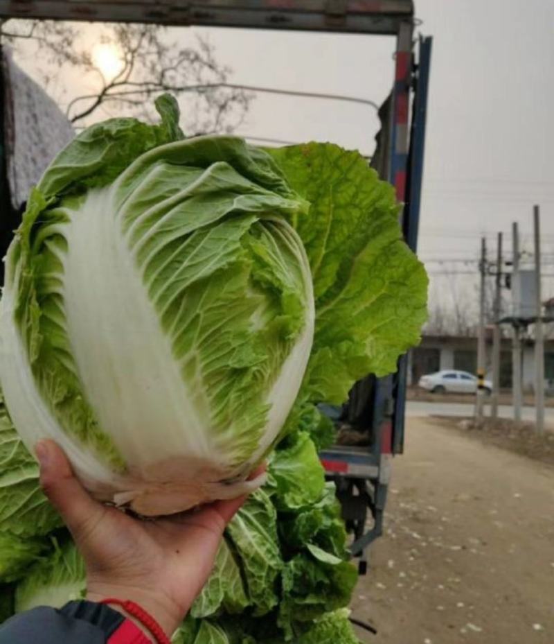 秦白二号-狮子头白菜-新乡小包白菜-山东淄博高青4-8斤