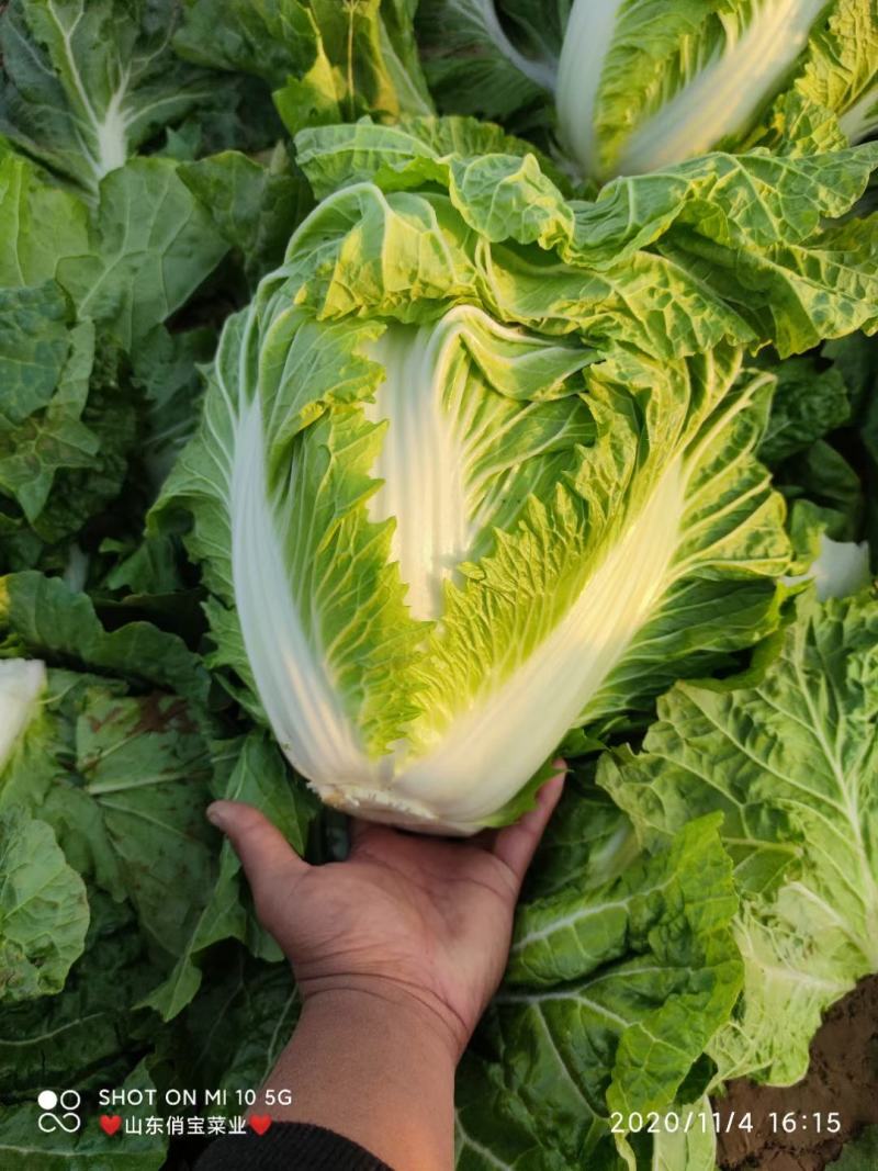 秦白二号-狮子头白菜-新乡小包白菜-山东淄博高青4-8斤