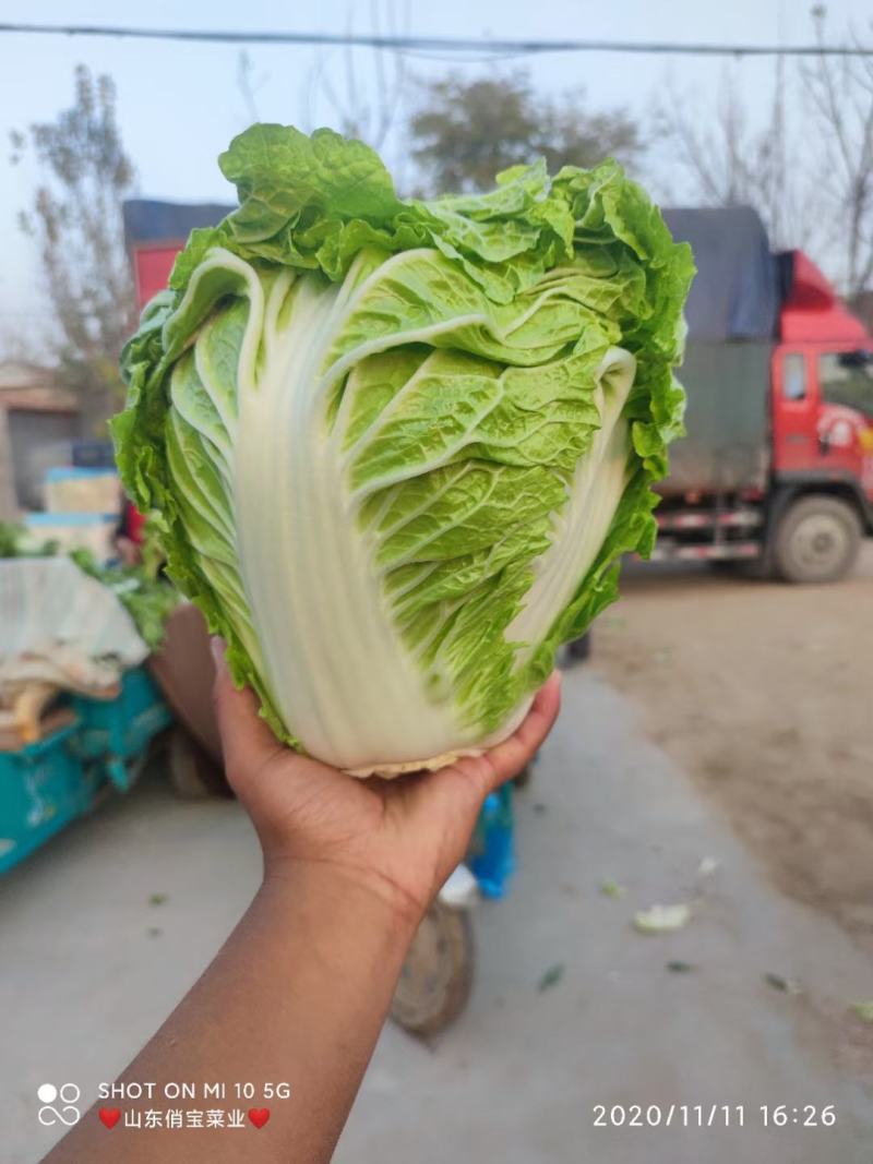 秦白二号-狮子头白菜-新乡小包白菜-山东淄博高青4-8斤