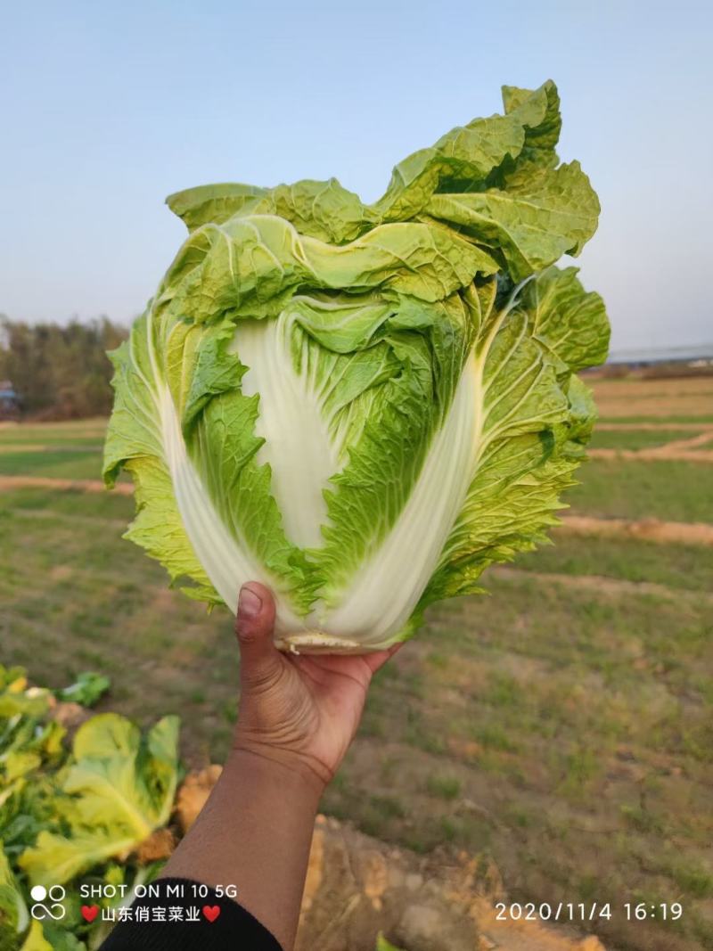 秦白二号-狮子头白菜-新乡小包白菜-山东淄博高青4-8斤