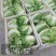 秦白二号-狮子头白菜-新乡小包白菜-山东淄博高青4-8斤