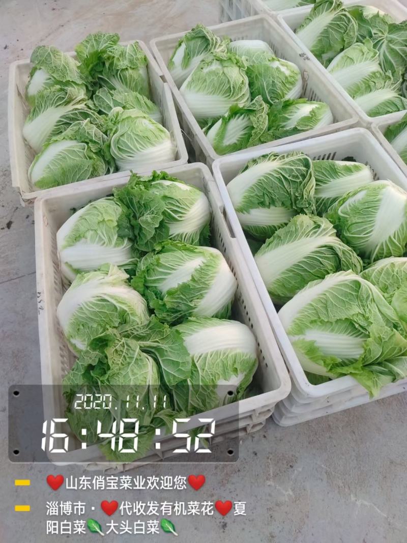 秦白二号-狮子头白菜-新乡小包白菜-山东淄博高青4-8斤