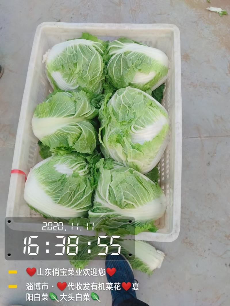 秦白二号-狮子头白菜-新乡小包白菜-山东淄博高青4-8斤