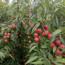 珍珠油桃大量上市
