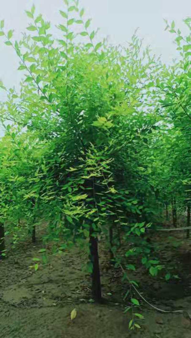 河北保定矮杆金叶榆，矮杆金叶榆价格，矮杆金叶榆供应