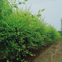 河北保定矮杆金叶榆，矮杆金叶榆价格，矮杆金叶榆供应