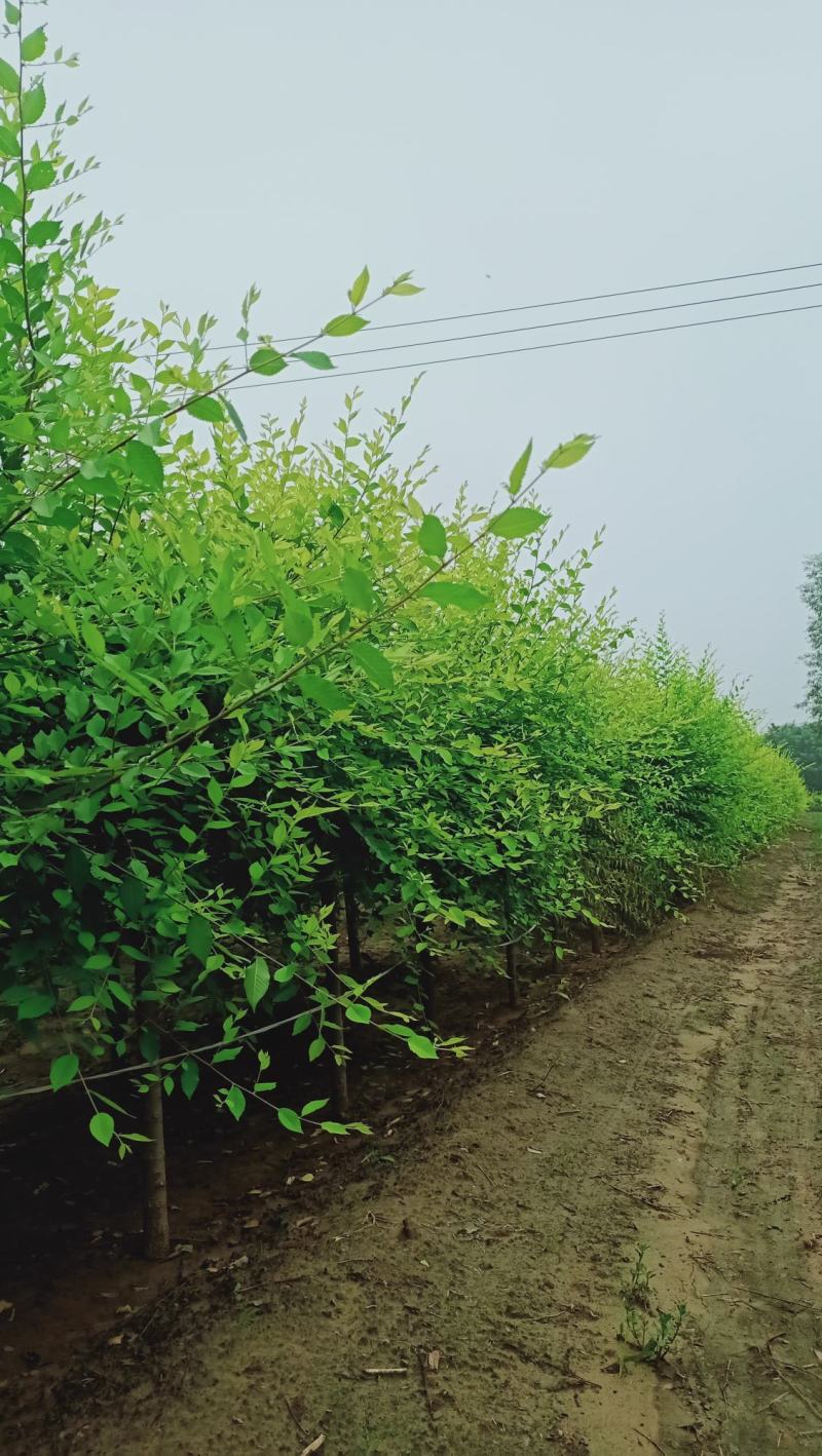 河北保定矮杆金叶榆，矮杆金叶榆价格，矮杆金叶榆供应