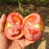 水果番茄苗口感沙瓤大粉西红柿苗水果柿子苗抗病毒