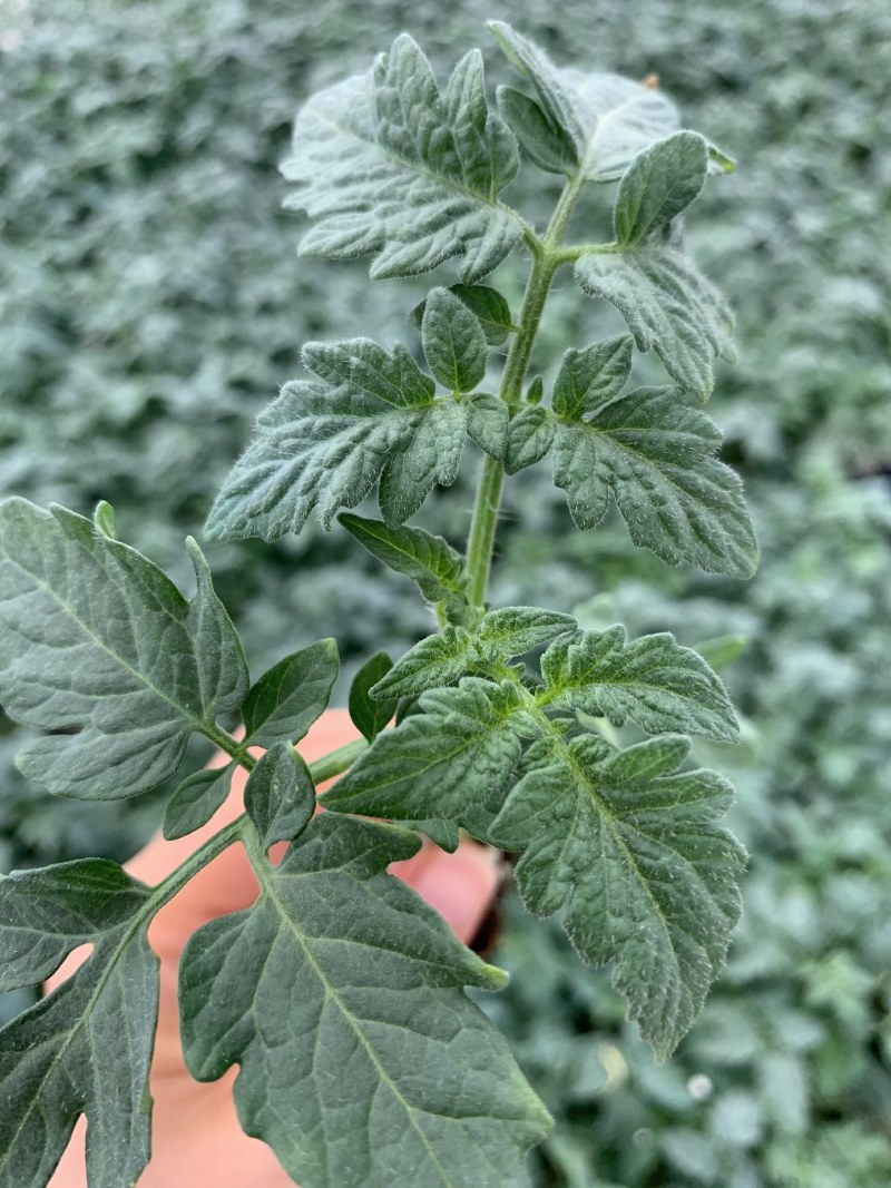 水果番茄苗口感沙瓤大粉西红柿苗水果柿子苗抗病毒