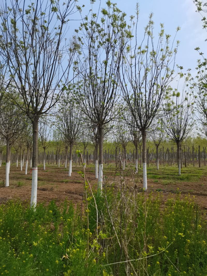 【优质苗木】苗圃基地大量供15公分国槐可视频验货