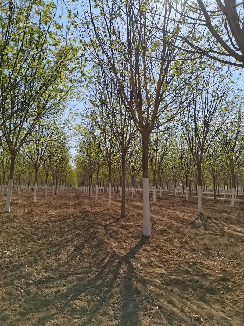 【优质苗木】苗圃基地大量供15公分国槐可视频验货