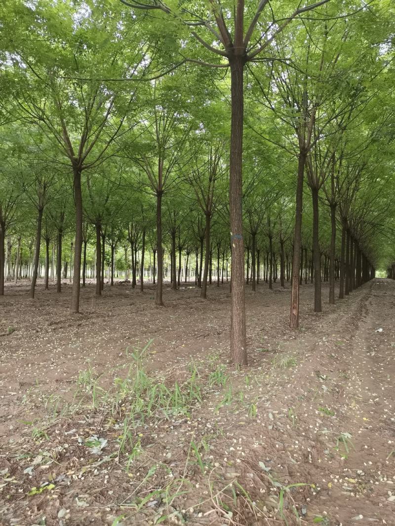 10公分12公分15公分精品发冒国槐苗圃供应
