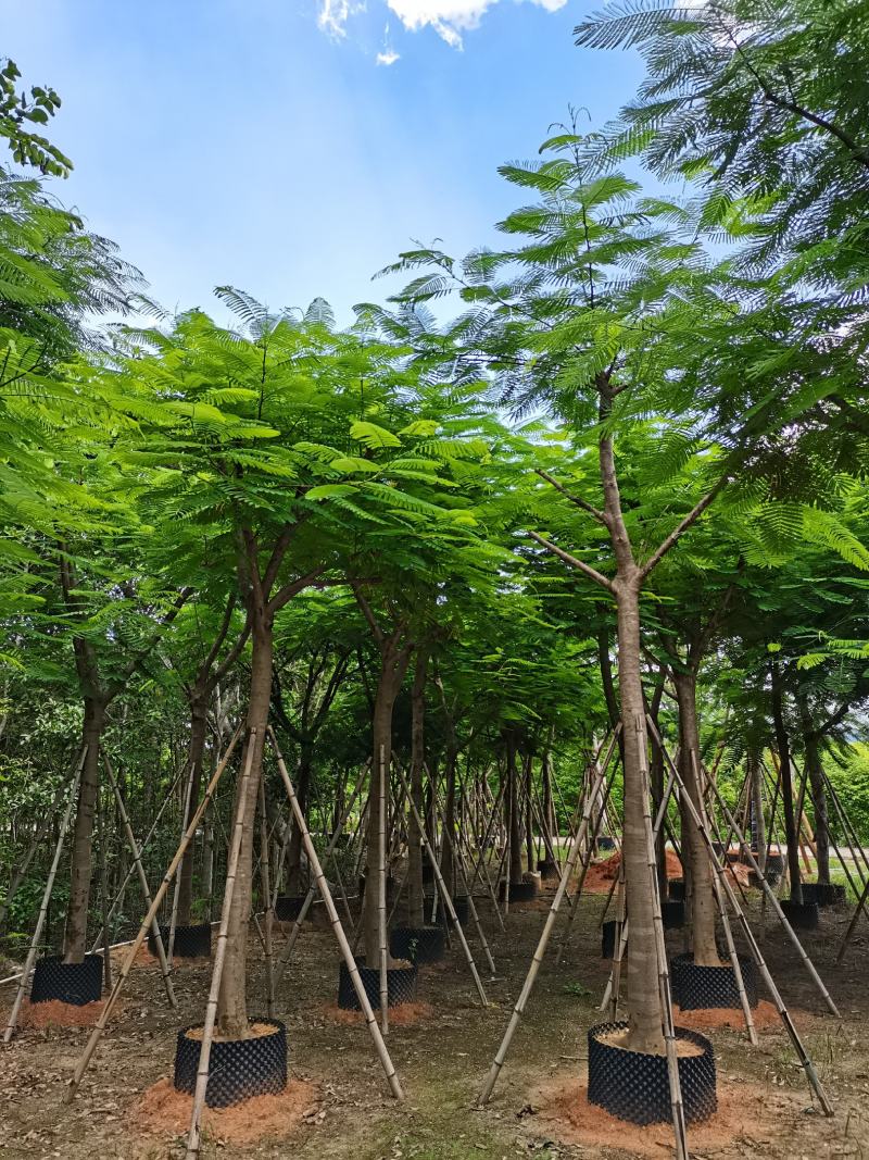 凤凰木