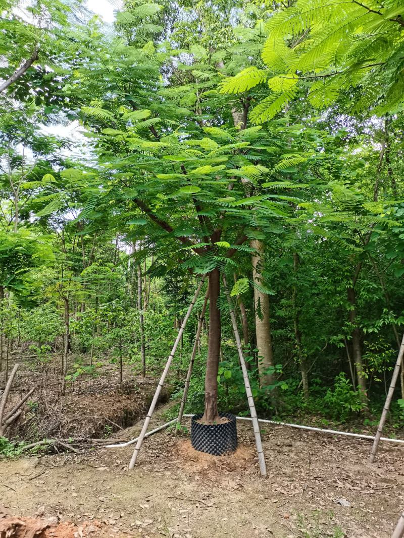 凤凰木